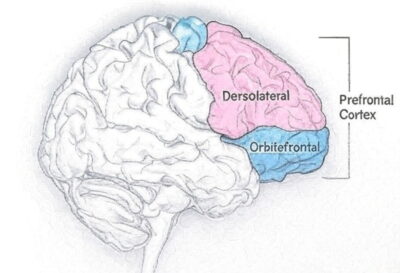 Working Memory: Examples and Practical Applications in Daily Life ...