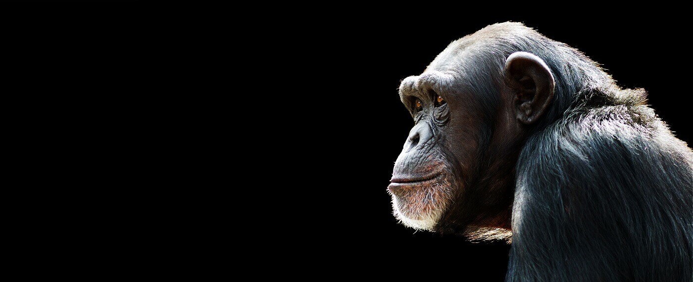 What Animal has the Best Memory? Mammal Memory Challenge